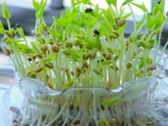教你用豆子制作豆芽盆栽