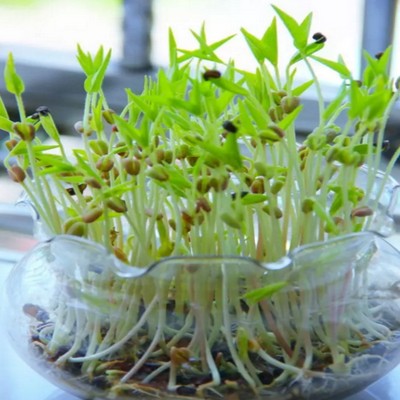教你用豆子制作豆芽盆栽