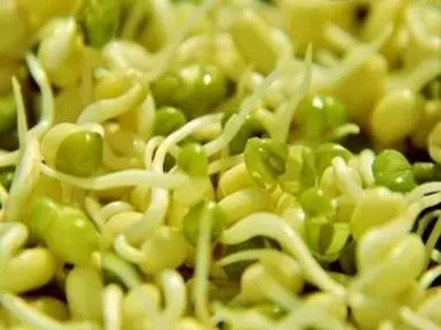制作豆芽2