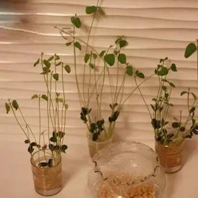 教你用豆子制作豆芽盆栽6