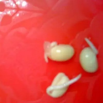 教你用豆子制作豆芽盆栽3