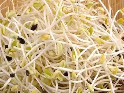 制作豆芽4