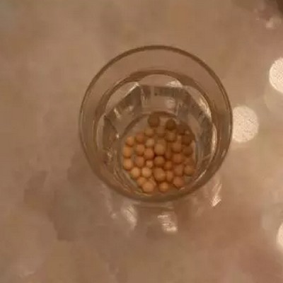 教你用豆子制作豆芽盆栽2