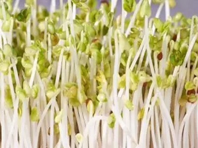 制作豆芽5