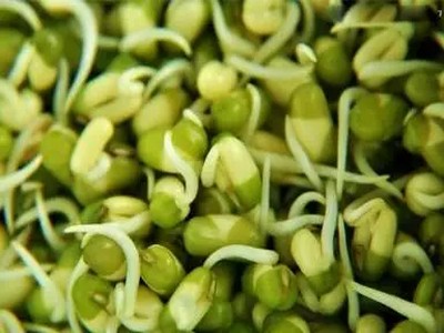 制作豆芽3