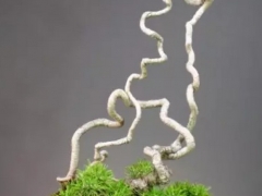 提根树桩盆景的制作方法