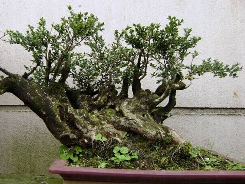 金银木盆景图片