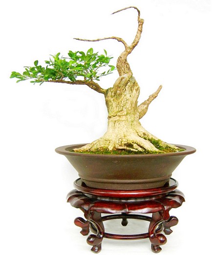 大叶黄杨盆景制作方法