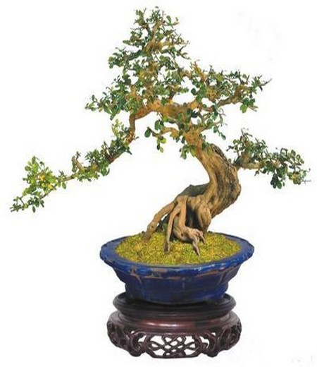 黄杨盆景制作过程
