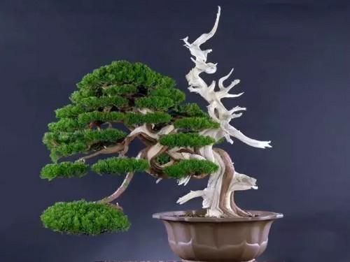 真柏盆景制作方法