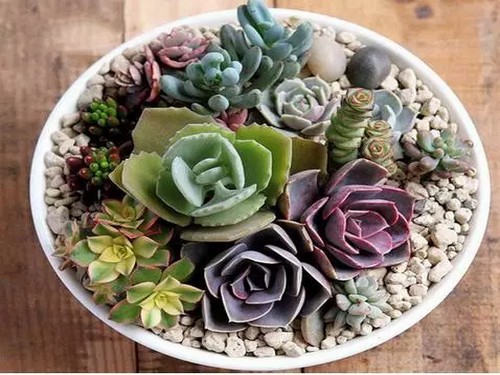 多肉植物盆景制作方法（组合图）7