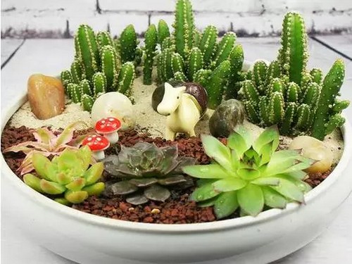 多肉植物盆景制作方法（组合图）