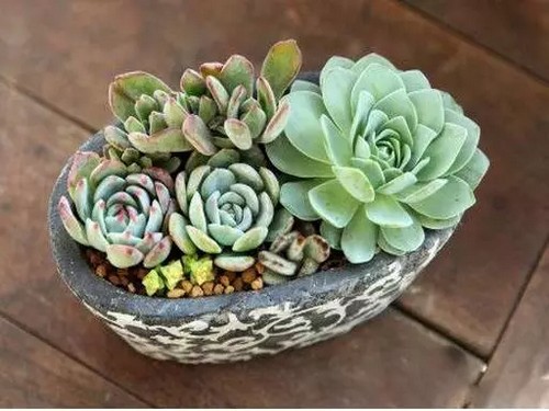 多肉植物盆景制作方法（组合图）6