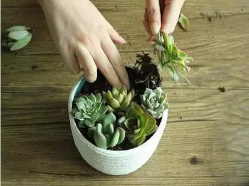 多肉植物盆景制作方法（组合图）5