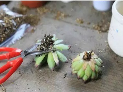 多肉植物盆景制作方法（组合图）3