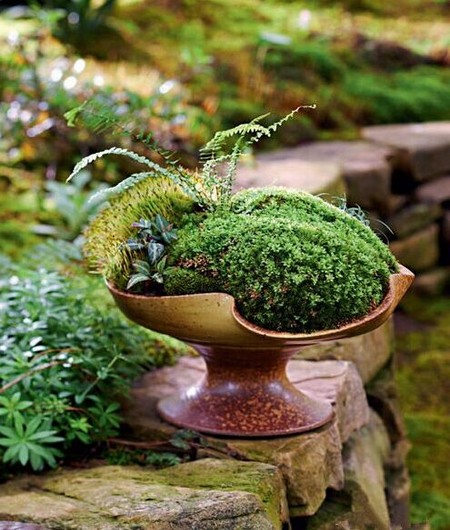 苔藓盆景制作步骤