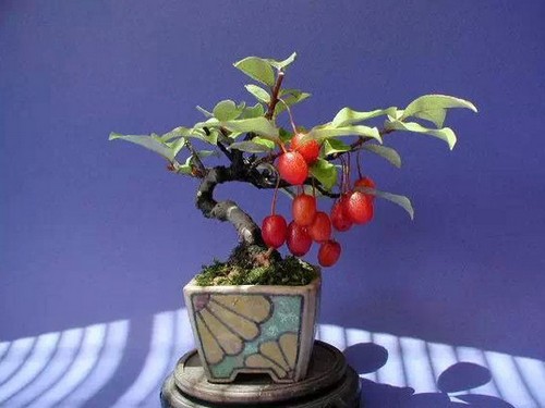 胡颓子盆景制作方法