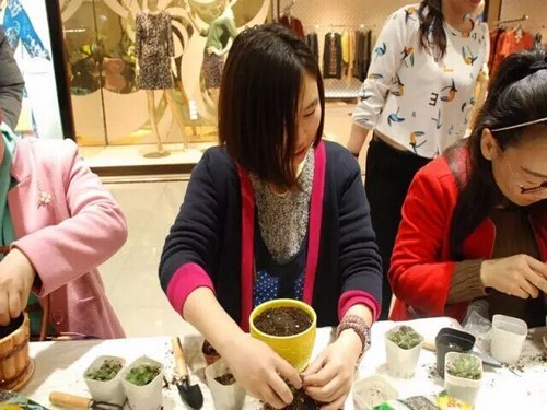 闺蜜多肉盆景创意DIY2