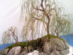 用怪柳制作仿垂柳盆景
