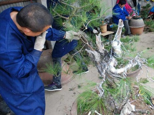 马尾松盆景制作方法及注意事项