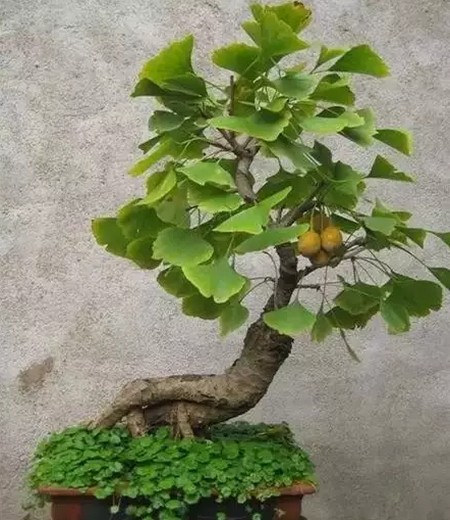 挂果银杏盆景制作技术