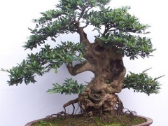 中华蚊母盆景制作要点