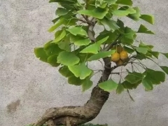 挂果银杏盆景制作技术