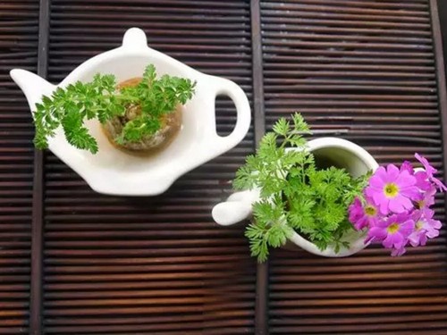胡萝卜盆栽制作方法3