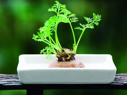 胡萝卜盆栽制作方法1