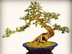 九里香盆景制作方法