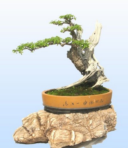 黄荆盆景的制作方法