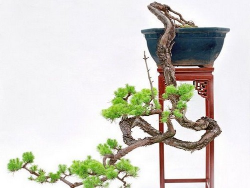黑松盆景制作方法2