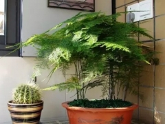 竹类盆景制作方法