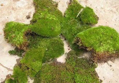 盆景苔藓制作方法图解3