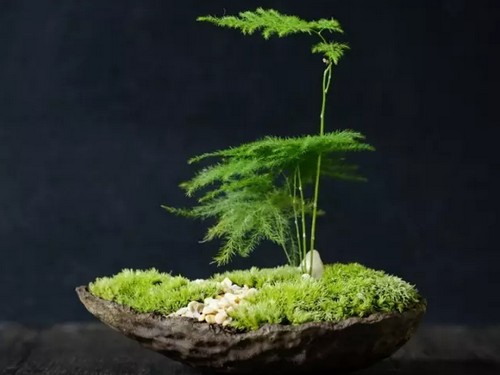 盆景苔藓制作方法图解1