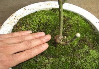盆景苔藓制作方法图解9