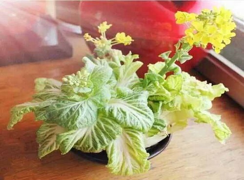 大白菜水培盆景的制作方法