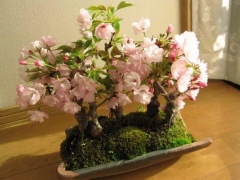 樱花盆景制作方法