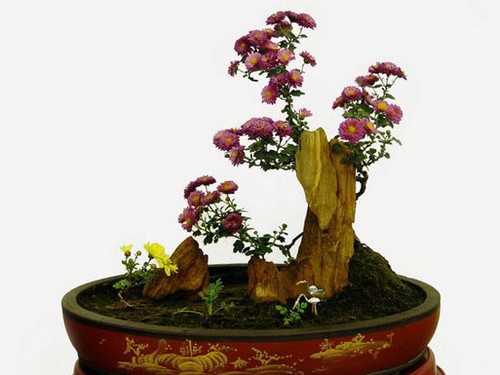 不同造型菊花盆景制作方法2