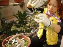 罗汉松盆景制作方法