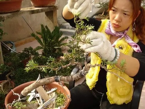 罗汉松盆景制作方法