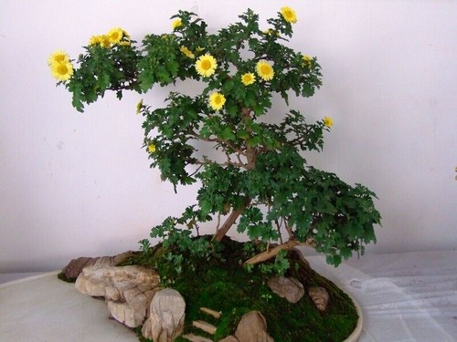 不同造型菊花盆景制作方法3