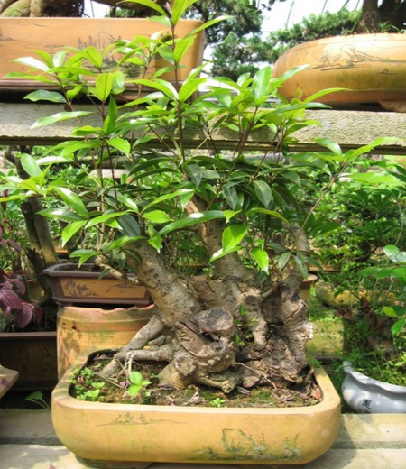 桂花附石盆景制作方法