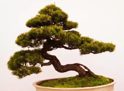 山松盆景制作要点及注意事项5