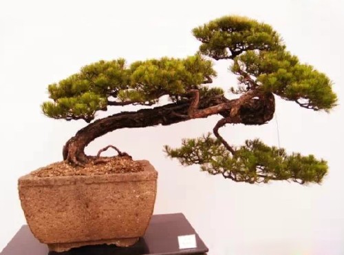 山松盆景制作要点及注意事项6