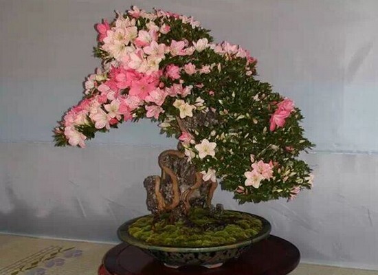 怎样创作才能提高杜鹃花盆景整体观赏价值4