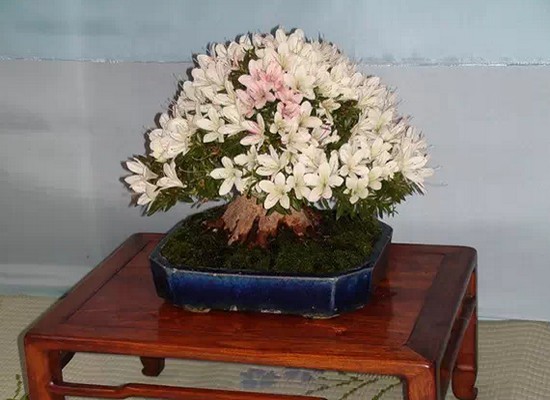 怎样创作才能提高杜鹃花盆景整体观赏价值3