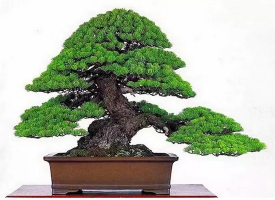 五针松盆景快速制作方法2