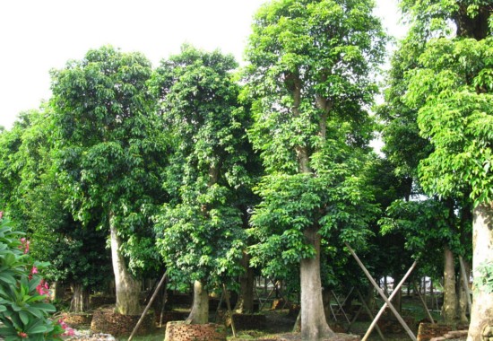 秋枫树桩盆景制作方法