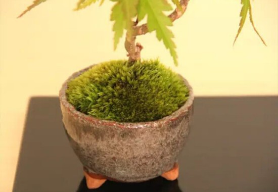 秋枫树盆景制作注意事项2